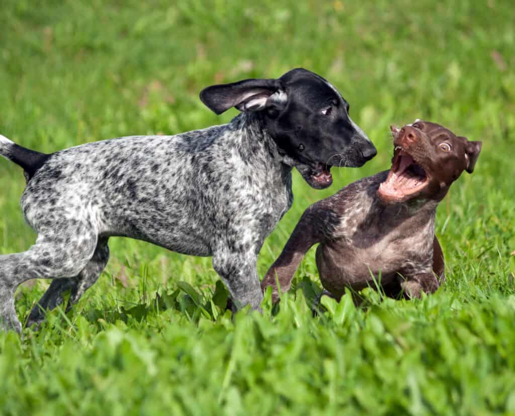 Socializing puppies