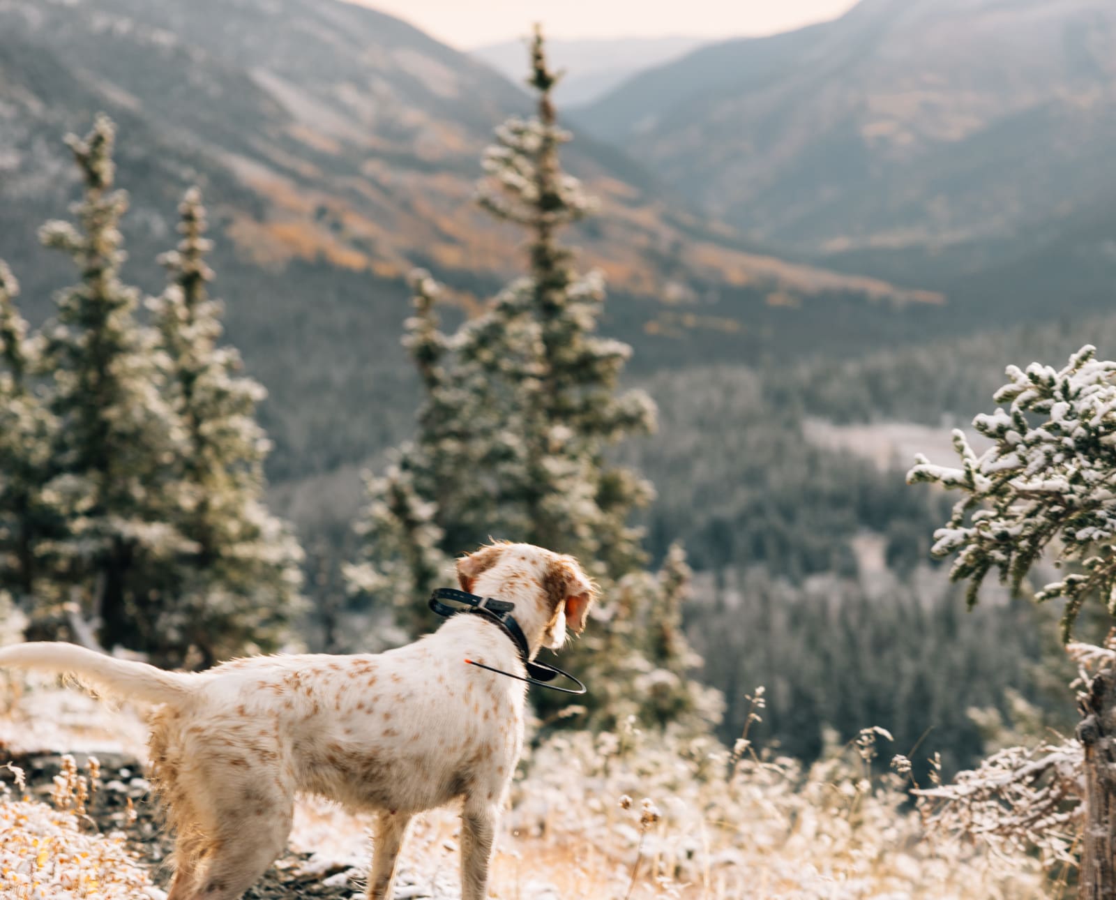 A bird dog in the mountains of Colorado