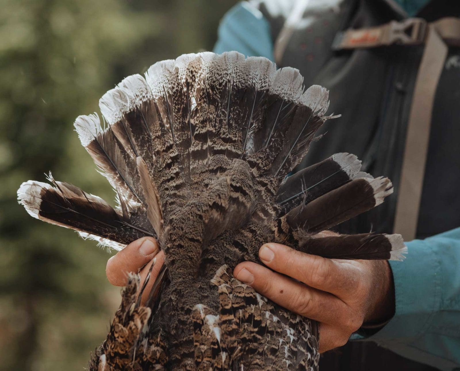 A blue grouse hunter shows the tail fan of a blue grouse