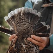 A blue grouse hunter shows the tail fan of a blue grouse
