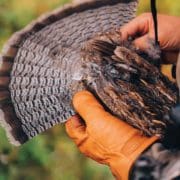 A grouse hunter shows the fan of a ruffed grouse