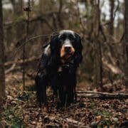 A Gordon Setter points a woodcock while bird hunting