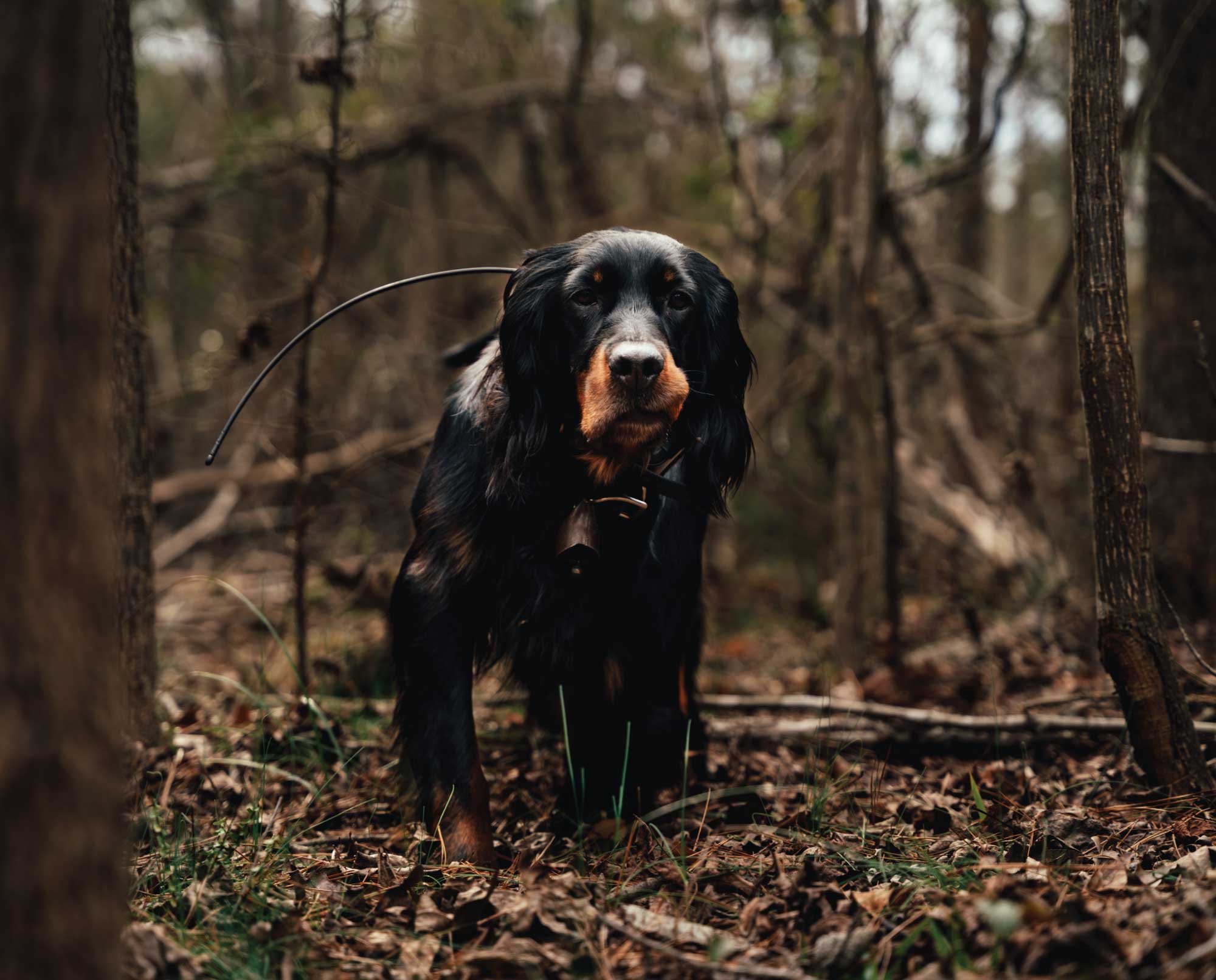 Woodcock Hunting Video North Carolina And Minnesota 