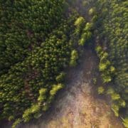 A forest cutting in a hunting spot