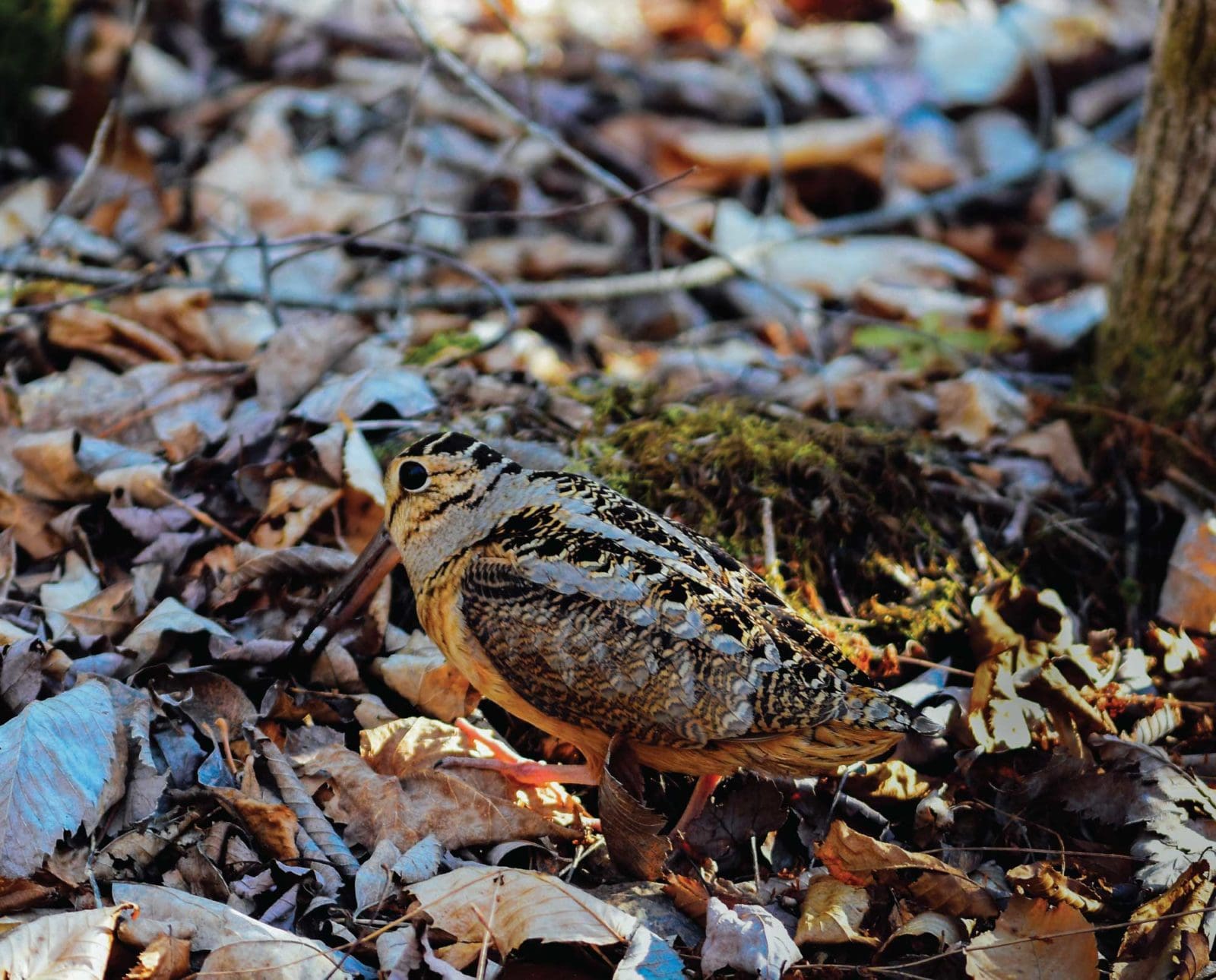An American Woodcock probes for worms on a forest floor