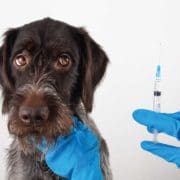 A dog receives the parvo vaccine