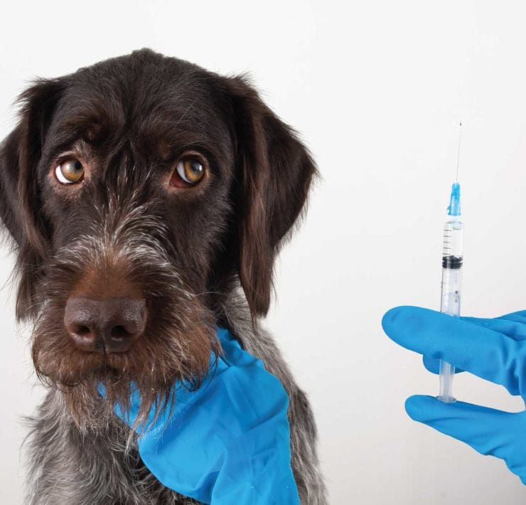 A dog receives the parvo vaccine