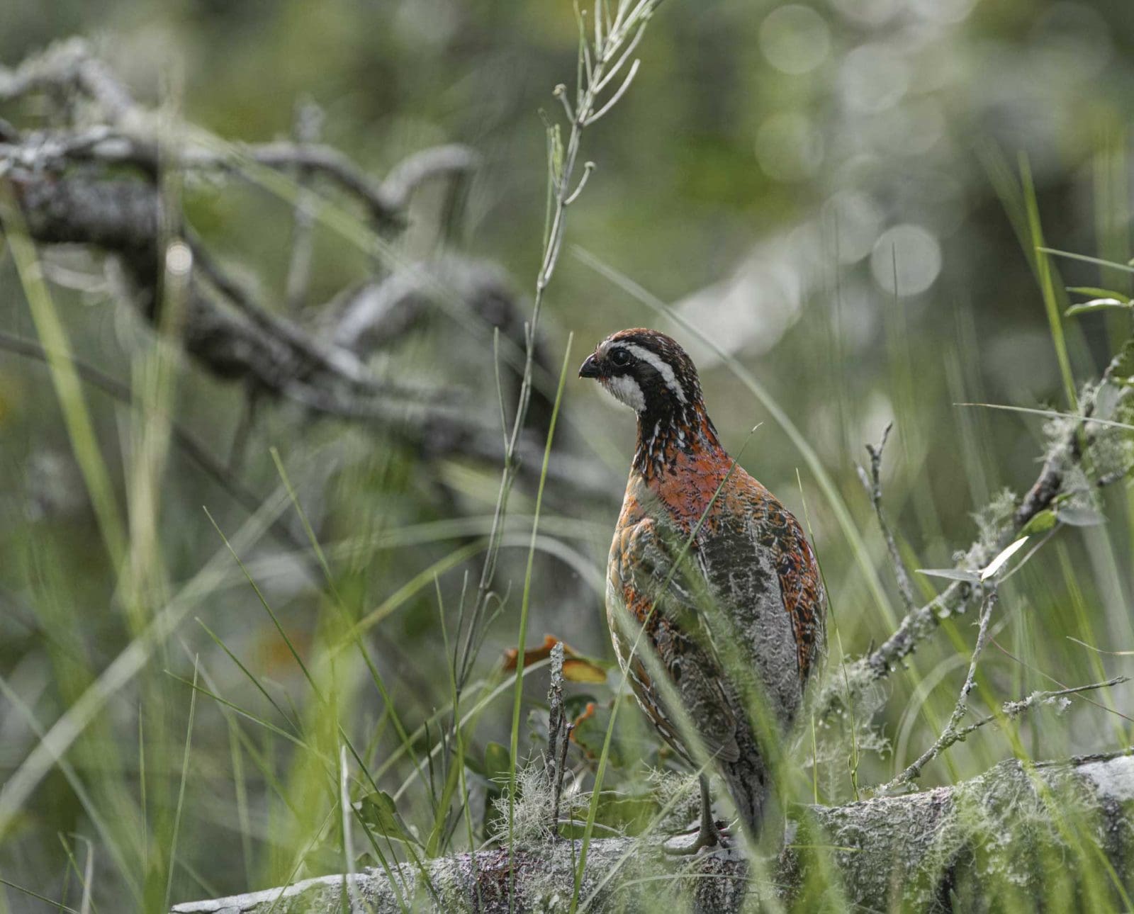 A bobwhite quail in proper habitat