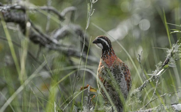 A bobwhite quail in proper habitat