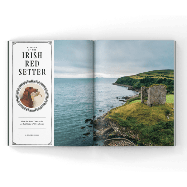 The Irish red setter in a magazine