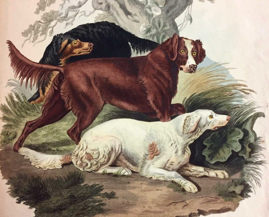 Early painting of and Irish Setter, Gordon Setter, and English Setter. 