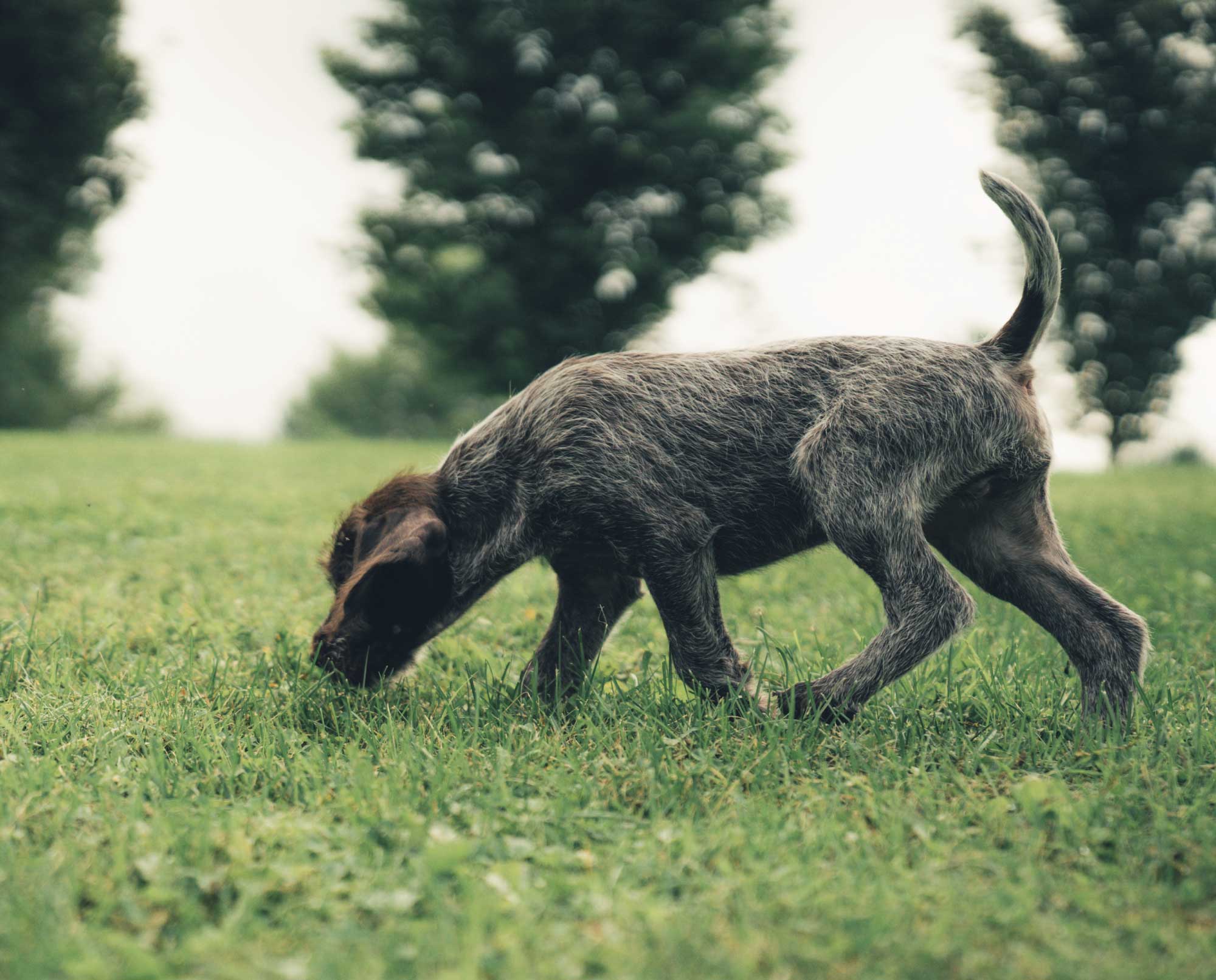 how much do dog breeders make a year