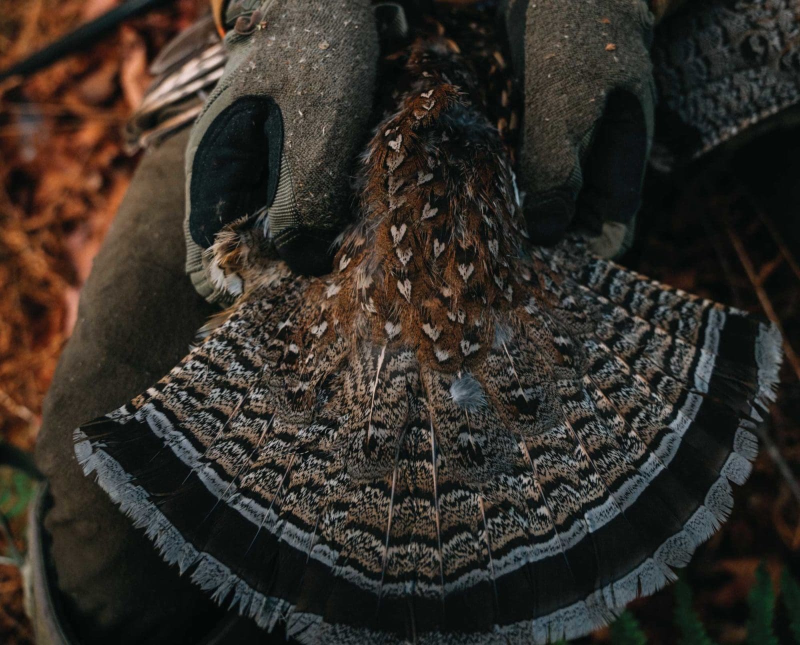 Ruffed grouse king of the game birds