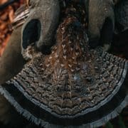 Ruffed grouse king of the game birds