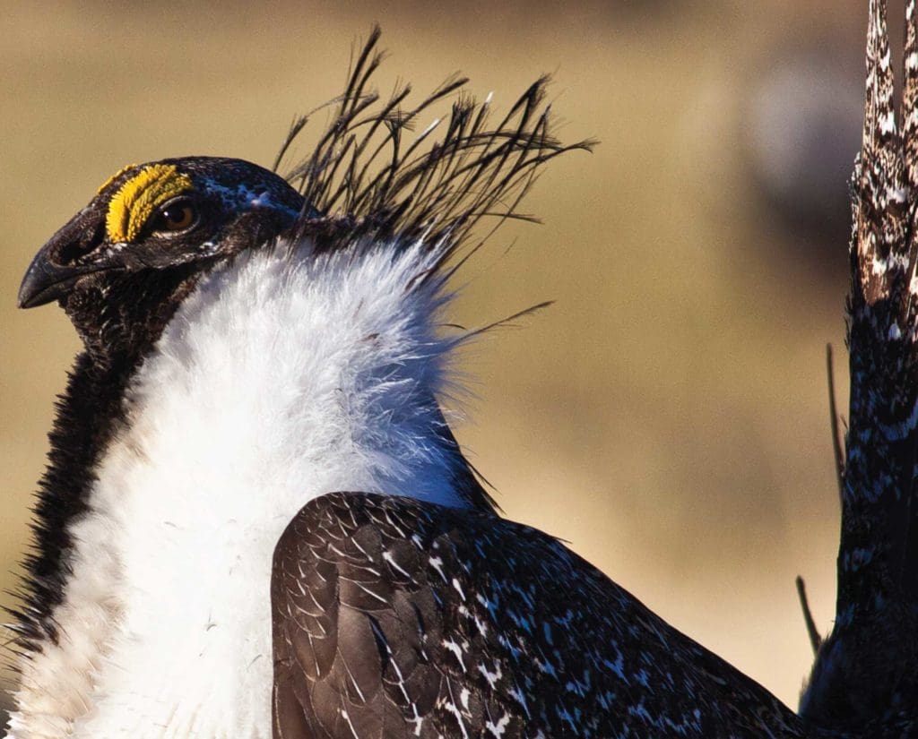 Close up of filoplumes on a Gunnison sage-grouse