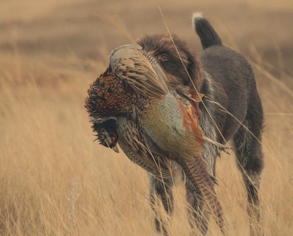A Deutsch Drahthaar retrieves a pheasant 