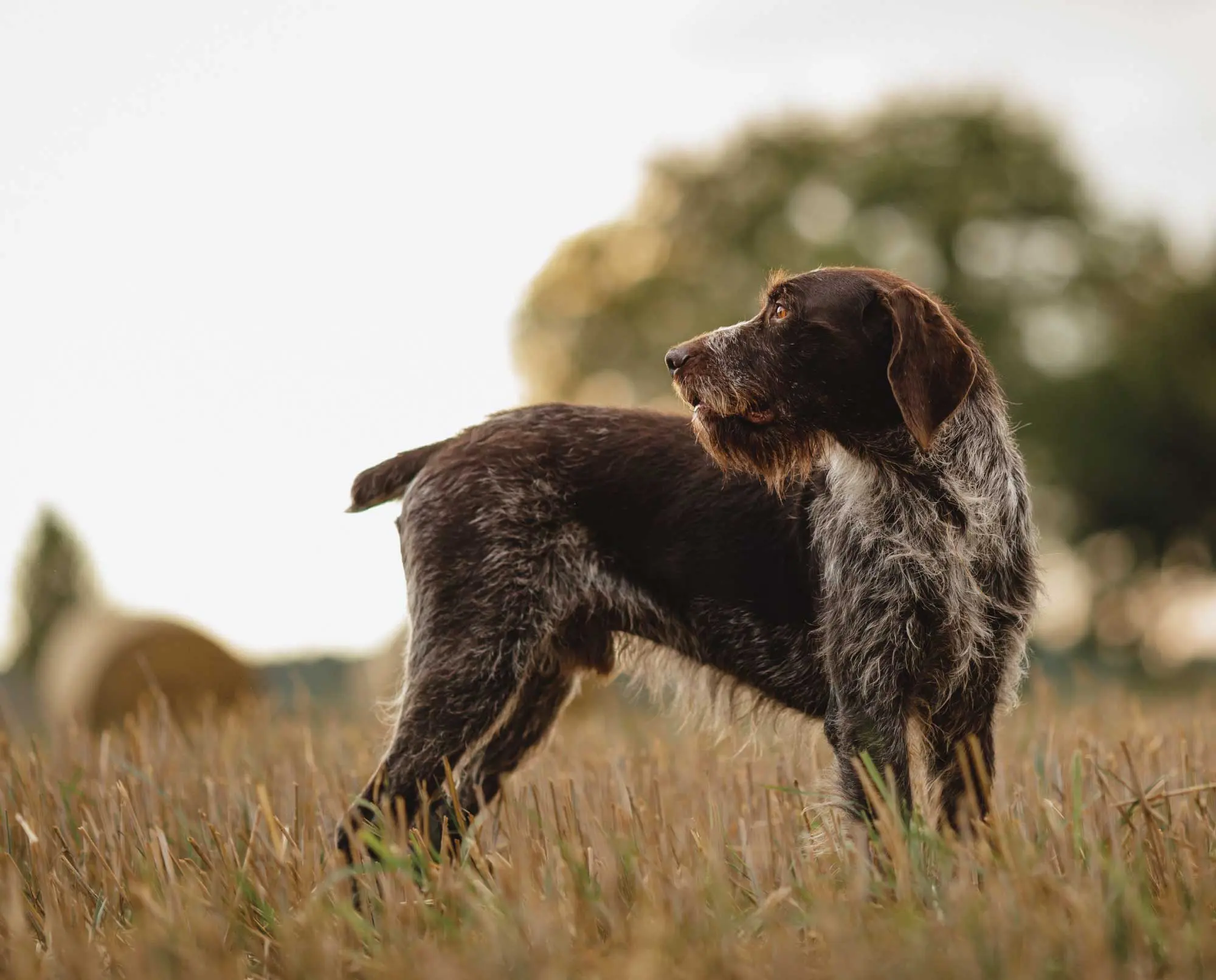 The Difference Between a Drahthaar and a German Wirehaired Pointer