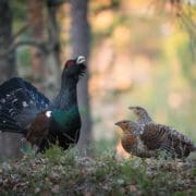 Capercaillie or Wood Grouse Heather Cock in Europe