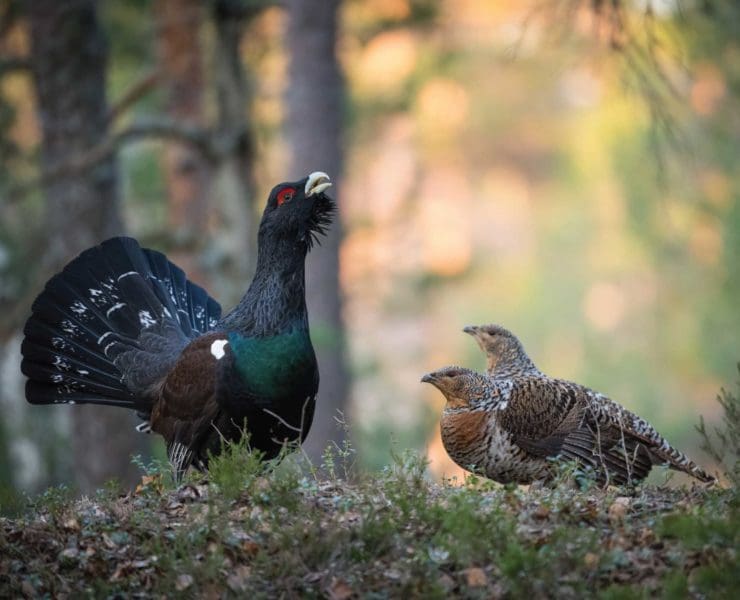 Capercaillie or Wood Grouse Heather Cock in Europe