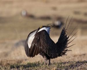 A Gunnison Sage-grouse Male