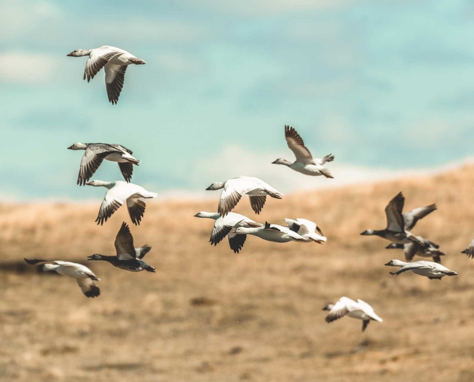 A flock of snow geese flying in North Dakota