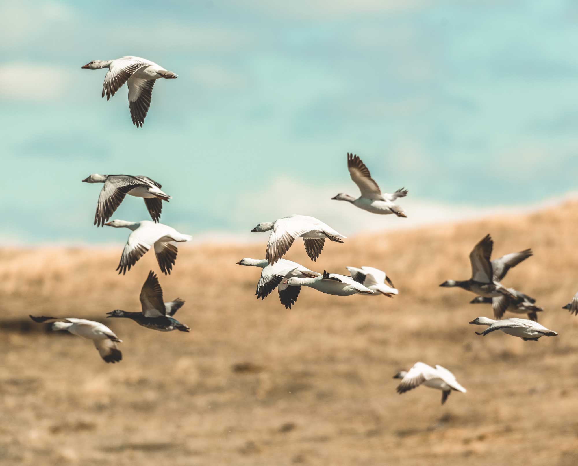 Snow Goose Identification, Habitat, and Life History