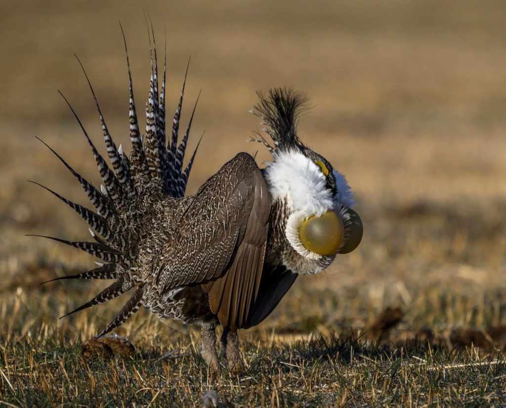 A booming male Gunnison Sage-grouse (GUSG) on a lek.