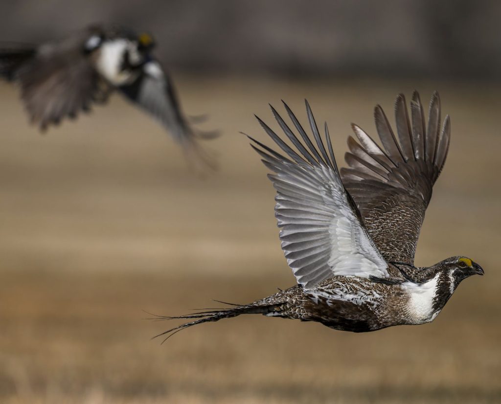 Two male Gunnison sage-grouse taking flight.