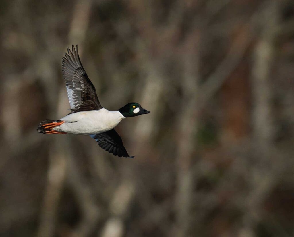 Barrow's goldeneye: a species of duck with brilliant yellow eyes