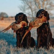 Two German Dogs Holding Pheasant