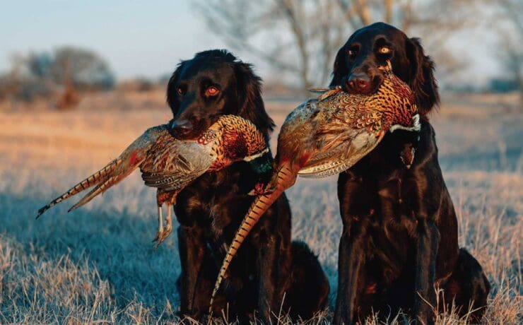 Two German Dogs Holding Pheasant