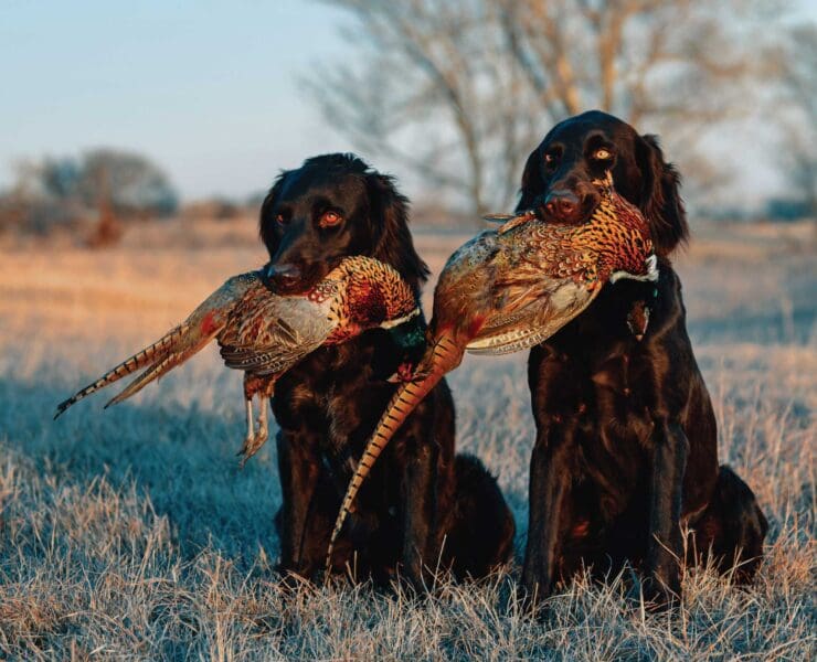Two German Dogs Holding Pheasant