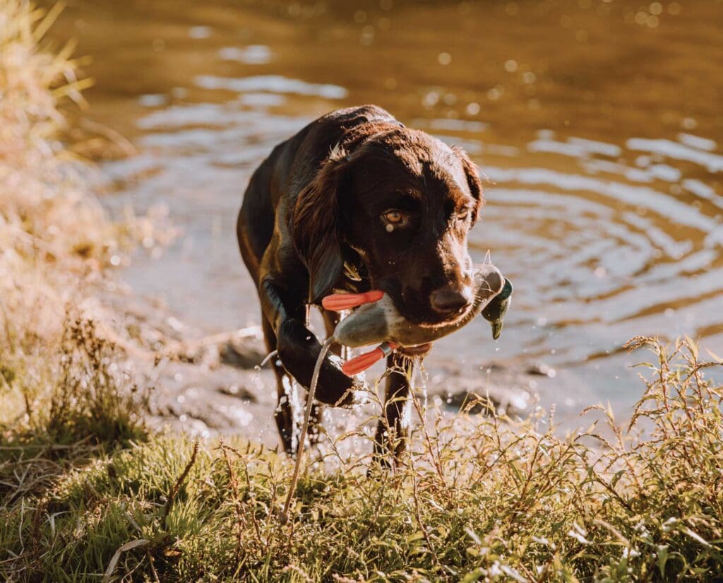 A German dog on a water retrieve