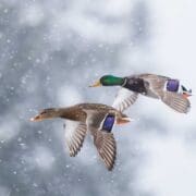 A pair of mallard ducks prepare to land in late winter weather.