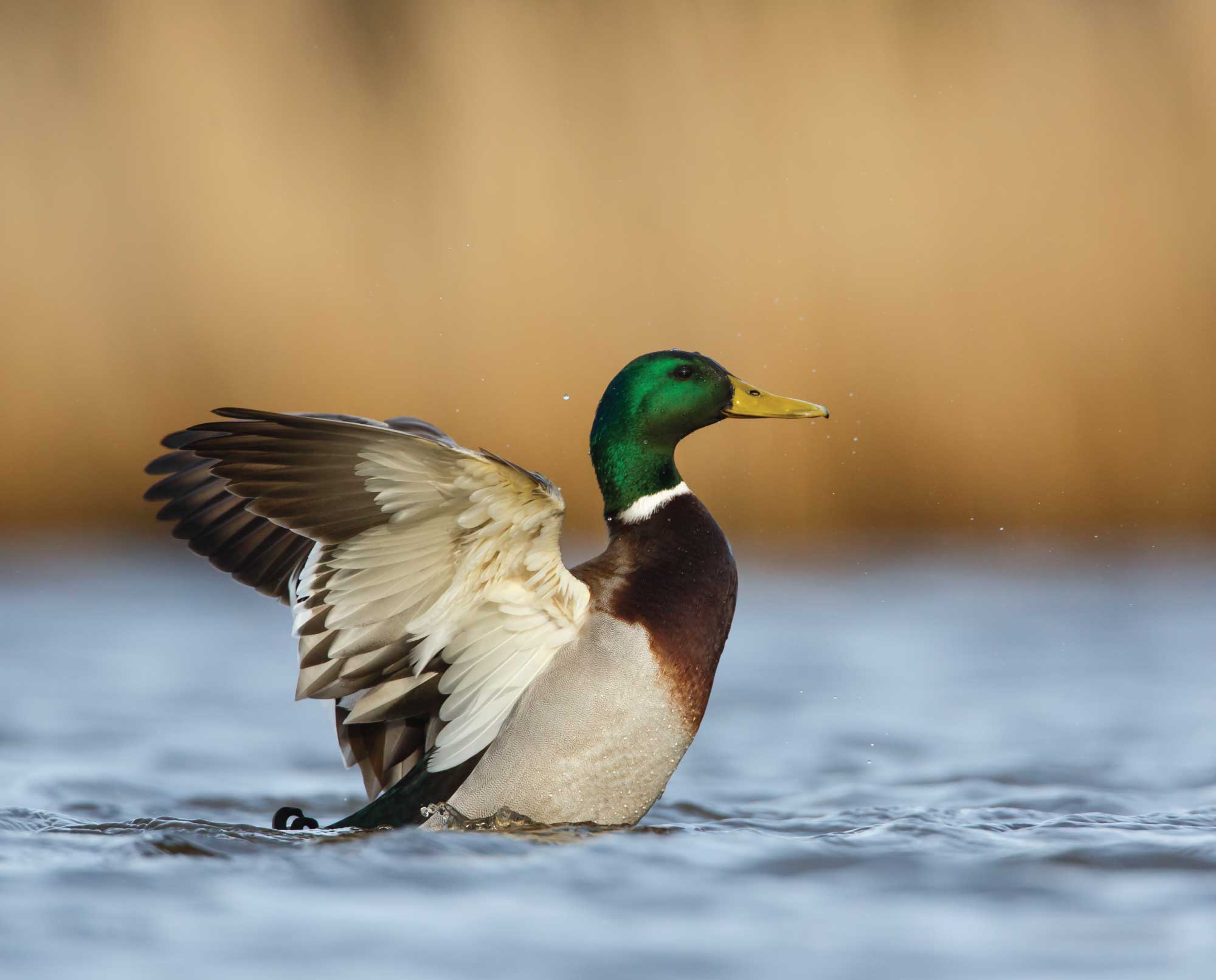 mallard-drake-project-upland