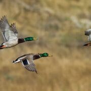 A group of mallards flying over water