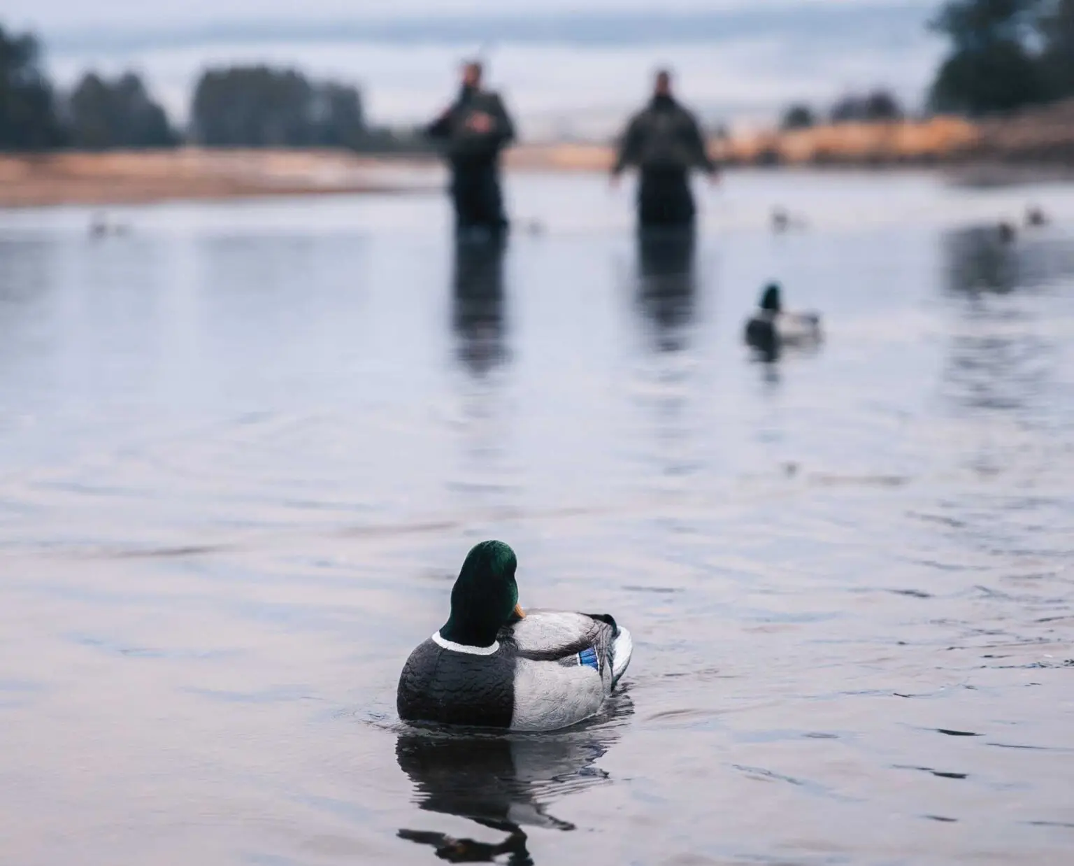 How To Set A Minimalist Duck Decoy Spread - Duck Hunting