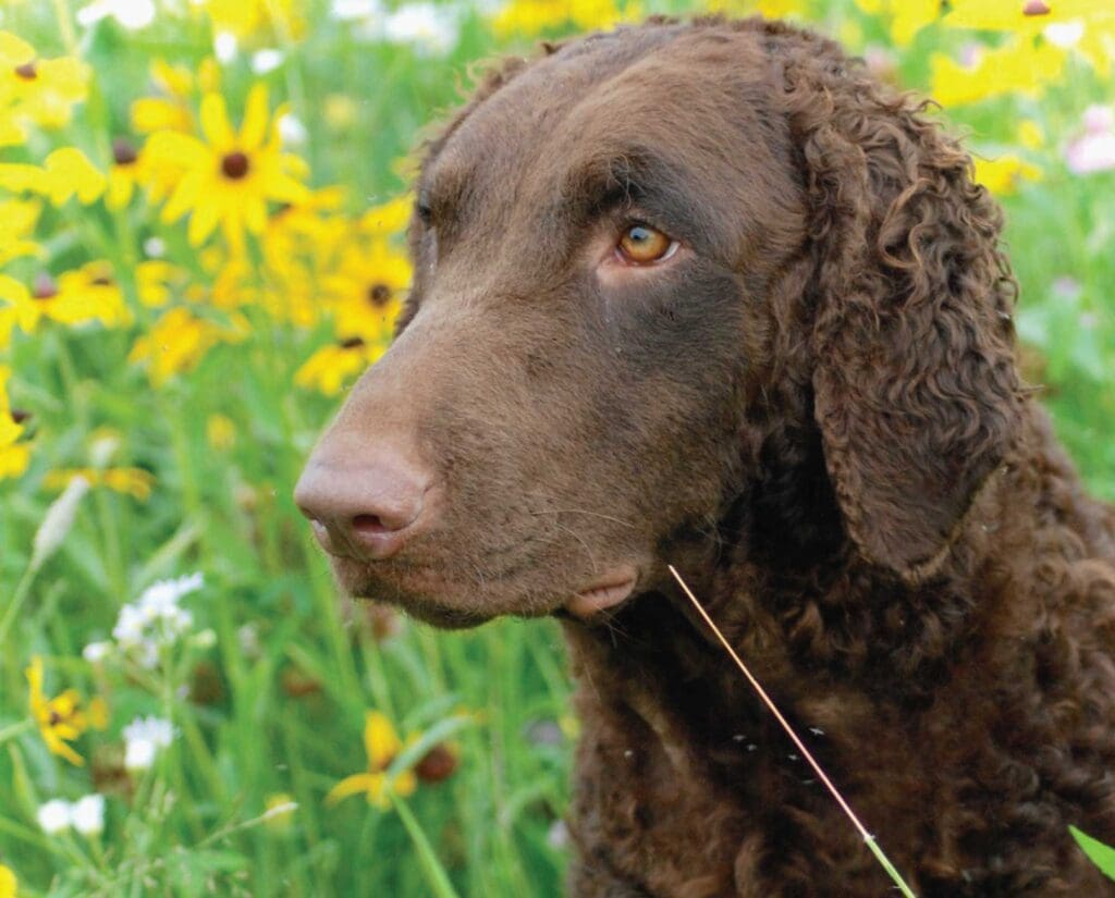A Curly-Coated Retriever in long grass