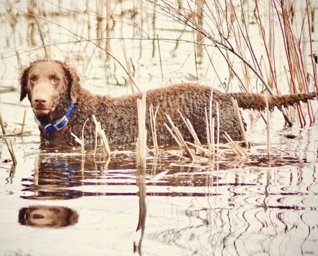 Curly-Coated Retriever in water