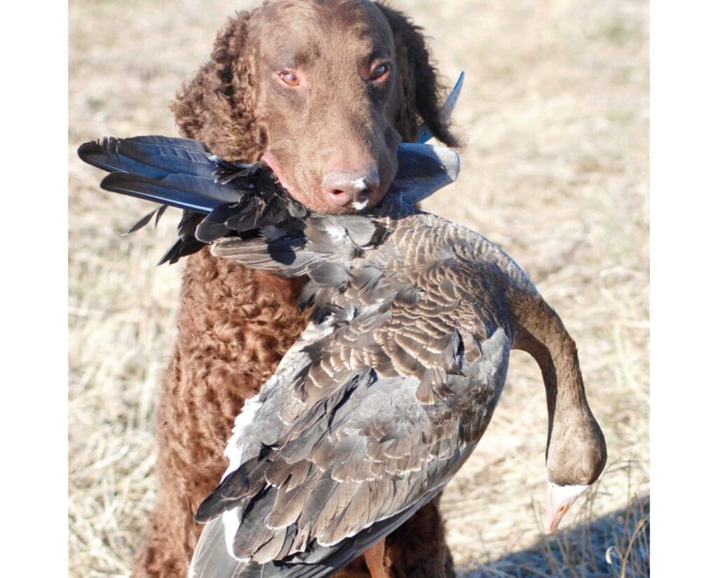 Curly-Coated Retriever retrieves a goose
