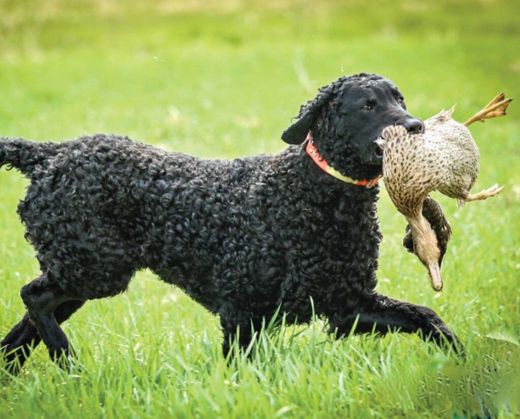 Curly-Coated Retriever with a duck