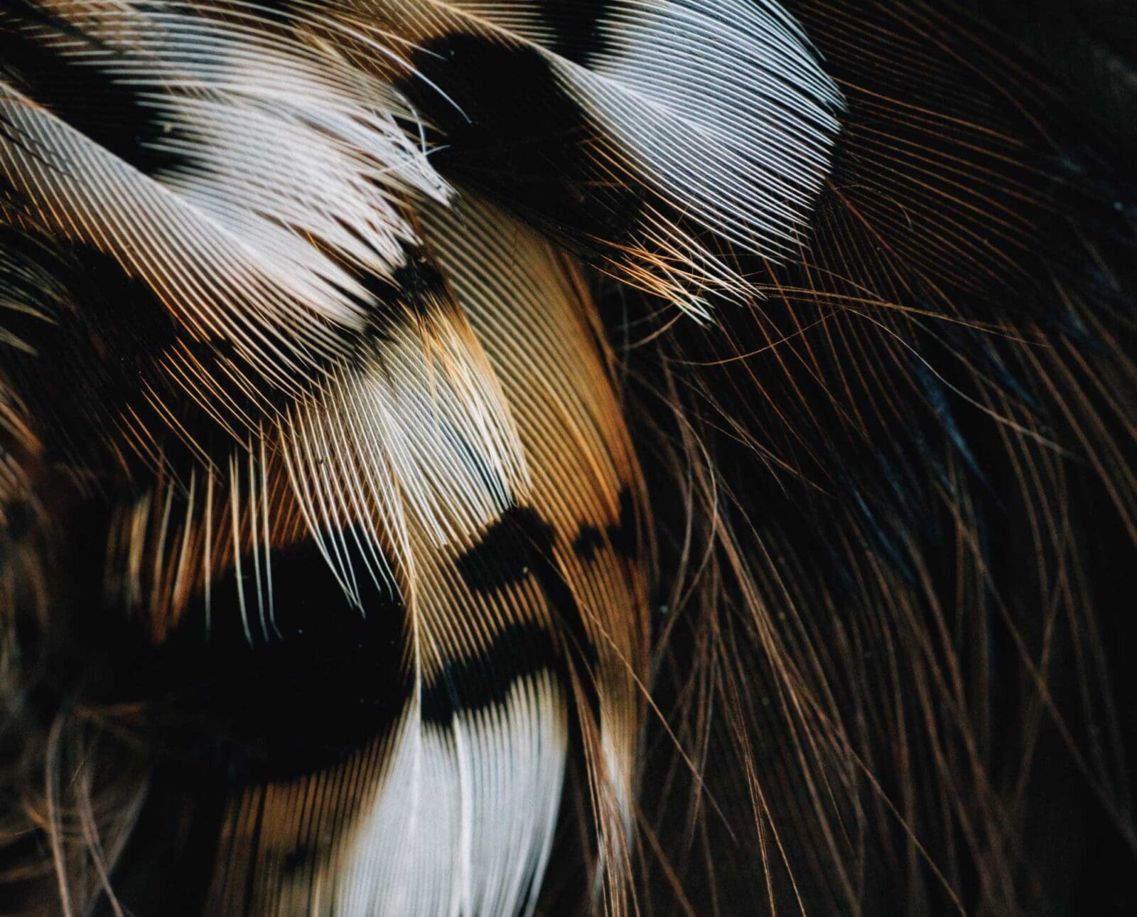 a close up photo of grouse feathers