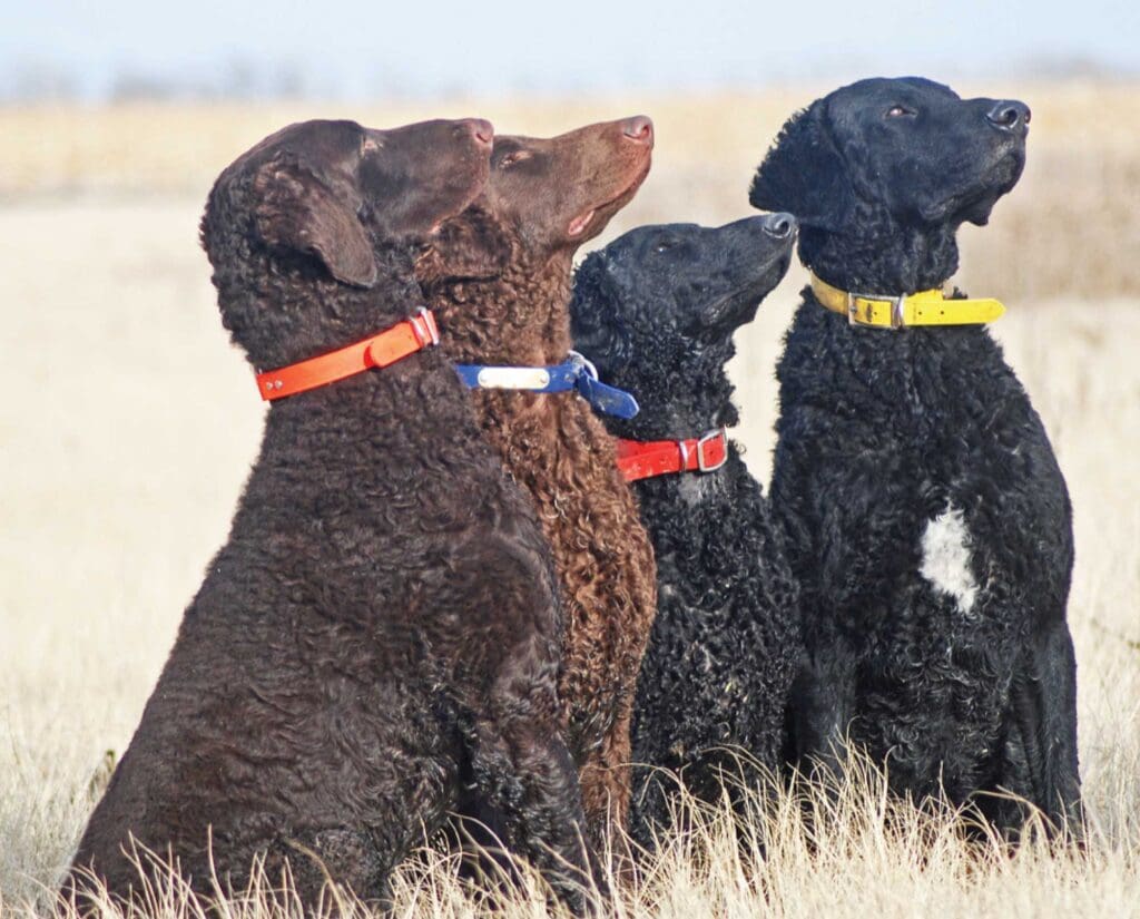 Multiple coat colors of the Curly-Coated Retriever