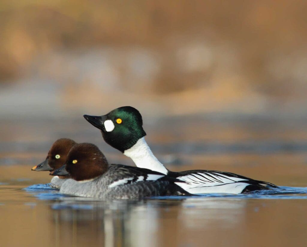 Barrow's goldeneye: a species of duck with brilliant yellow eyes