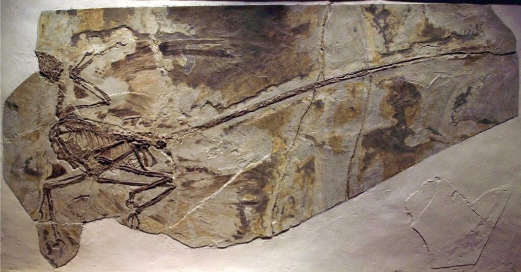 fossil of Microraptor gui