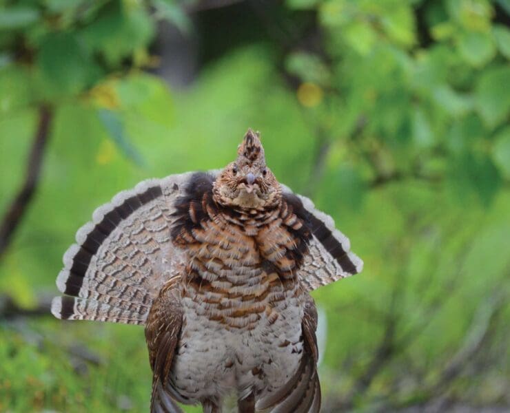 A wild upland bird in North America, specifically a ruffed grouse.