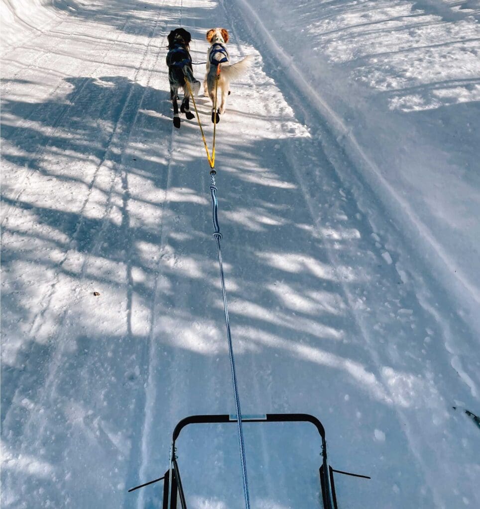 Bird dogs pull a dog sled down a snowy trail