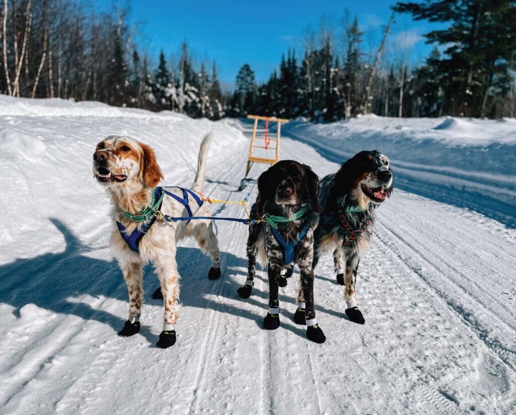 Bird dogs turned sled dogs