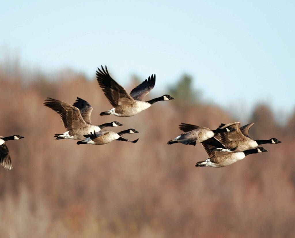 Canada Geese flying in a flock 