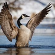 A Canada goose in the water